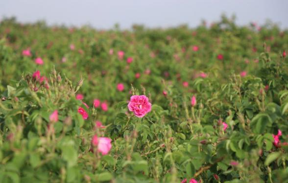 خریدار نهال گل محمدی در خراسان رضوی